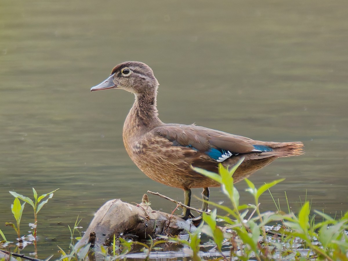 Canard branchu - ML640837102