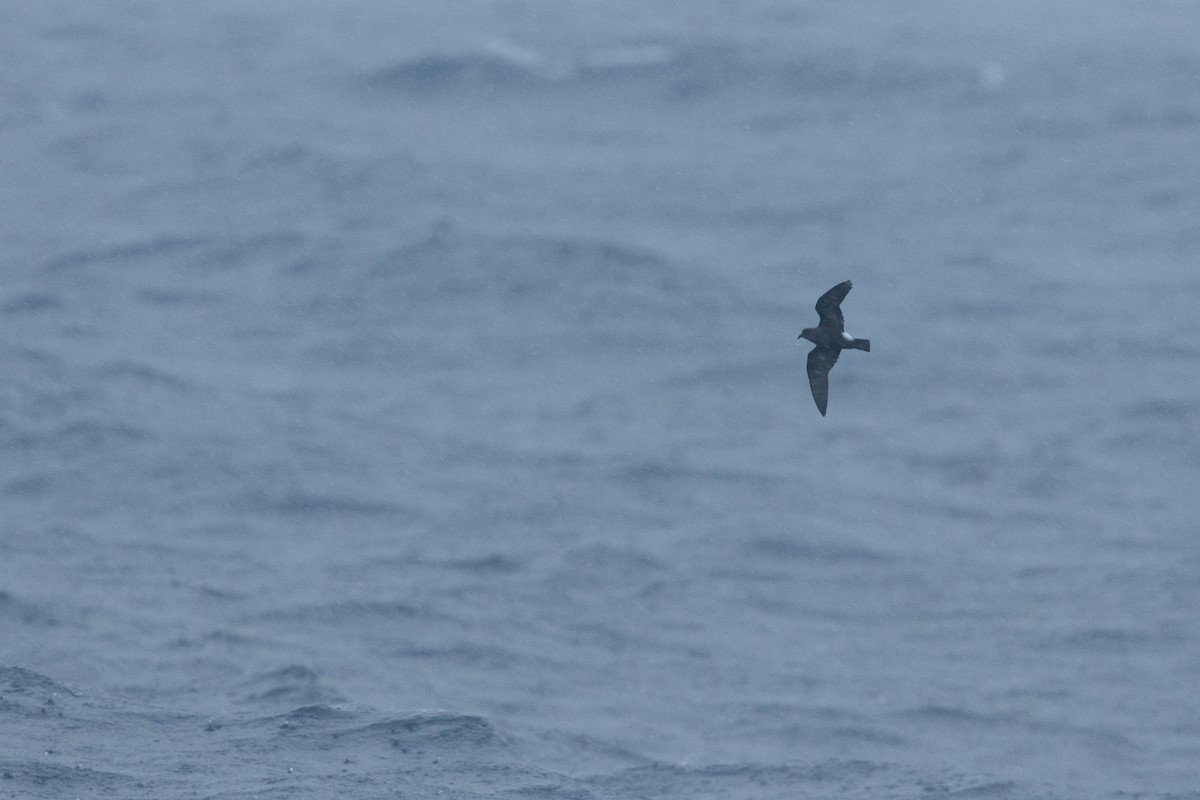 Band-rumped Storm-Petrel (Grant's) - ML640837141