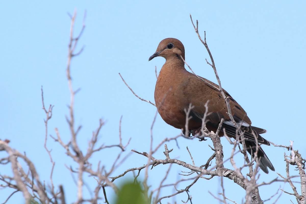 Zenaida Dove - ML640837160
