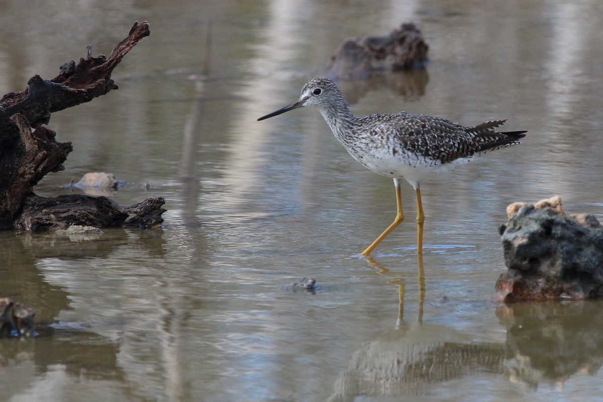 plystresnipe - ML640837170