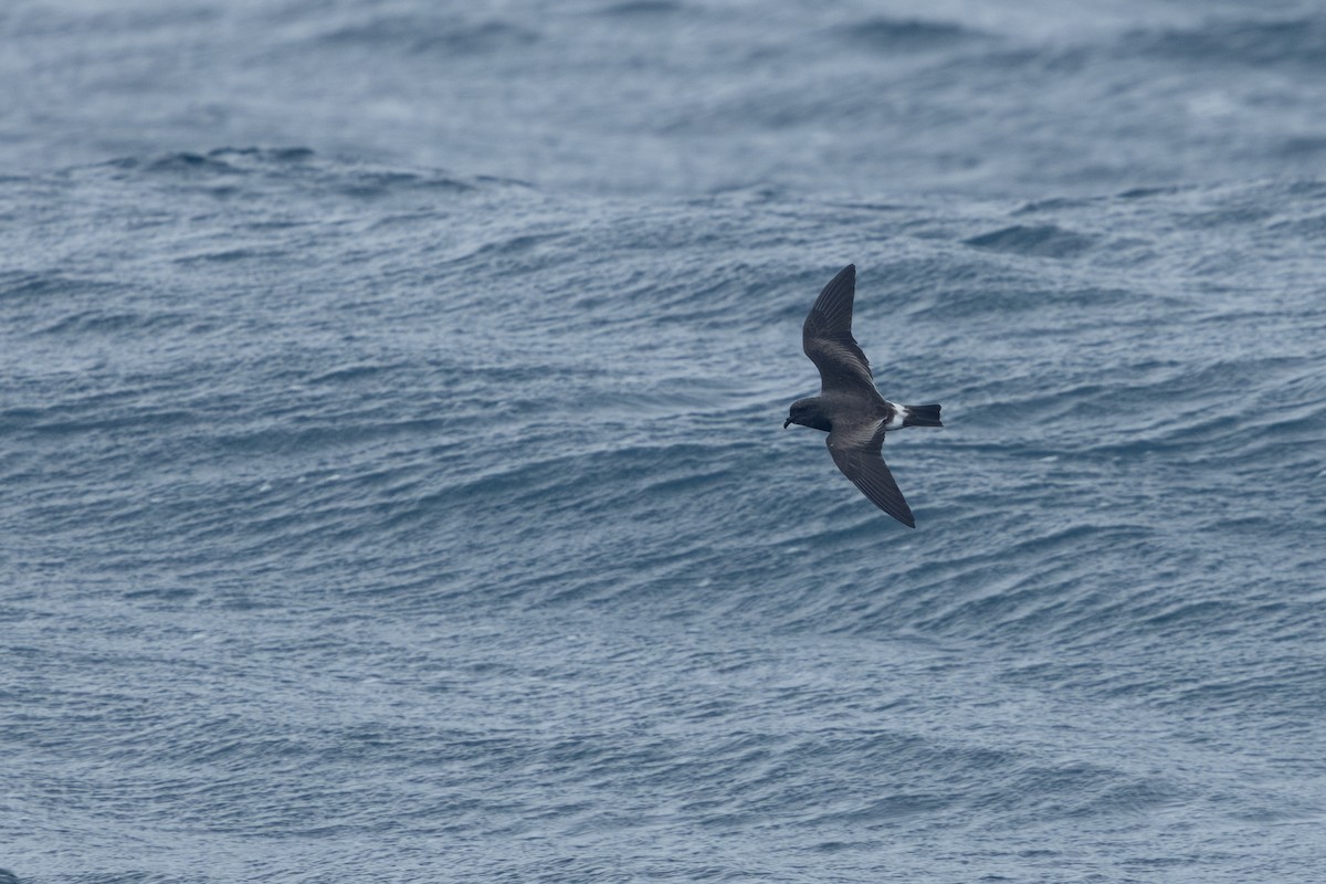 Band-rumped Storm-Petrel (Grant's) - ML640837205