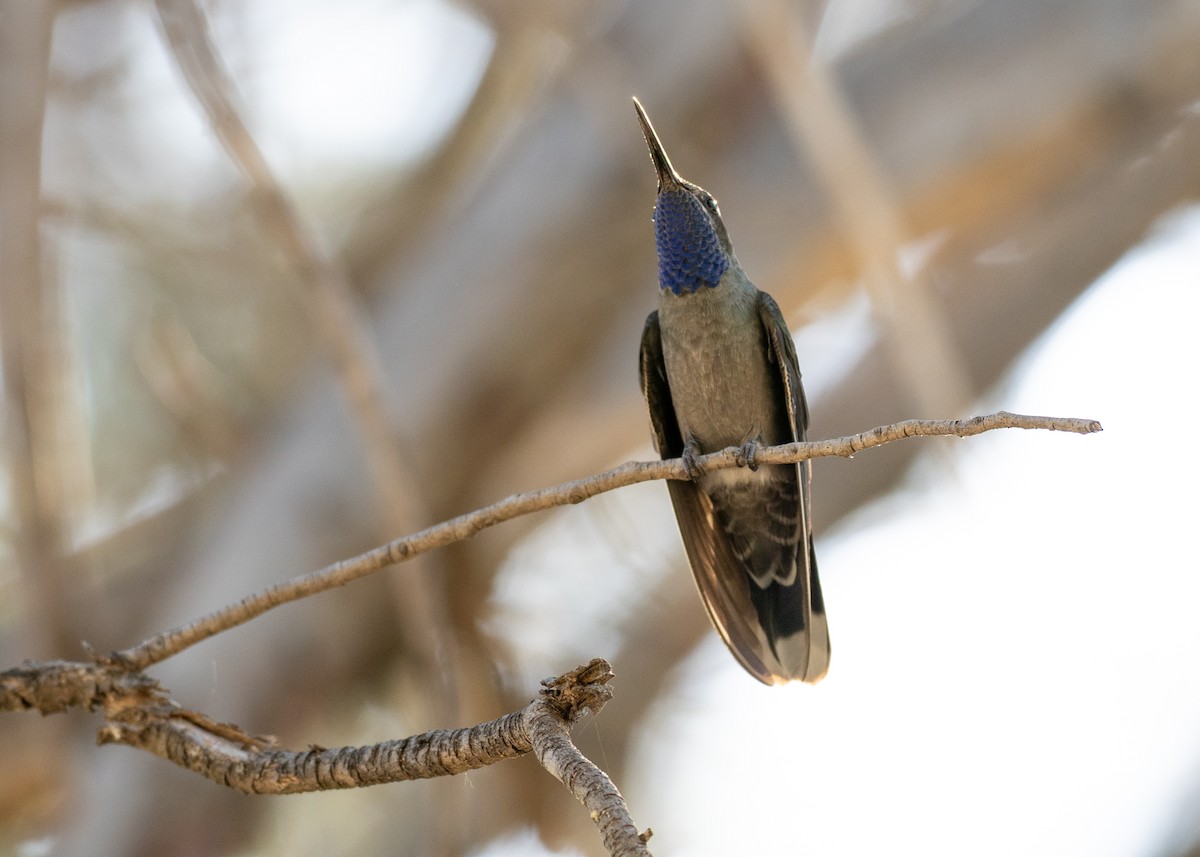 Blue-throated Mountain-gem - ML640837239