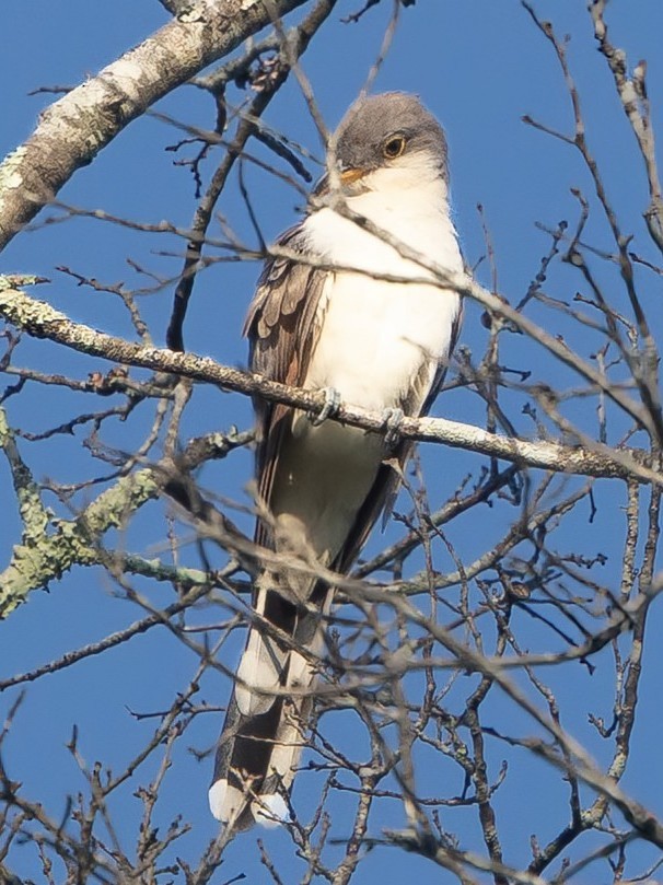 Yellow-billed Cuckoo - ML640837240