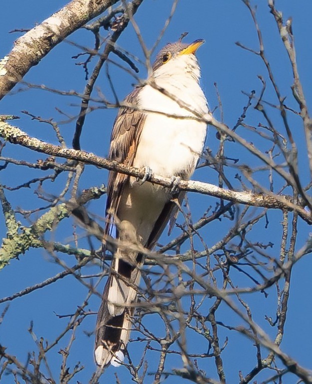 Yellow-billed Cuckoo - ML640837241