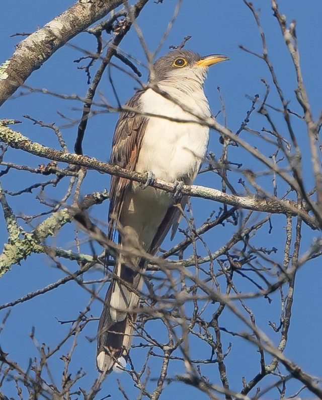 Yellow-billed Cuckoo - ML640837242