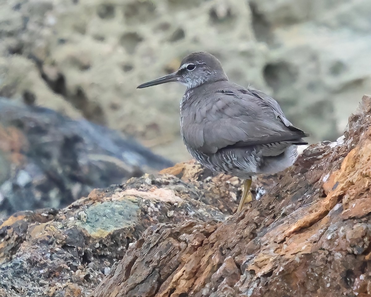 Wandering Tattler - ML640837246