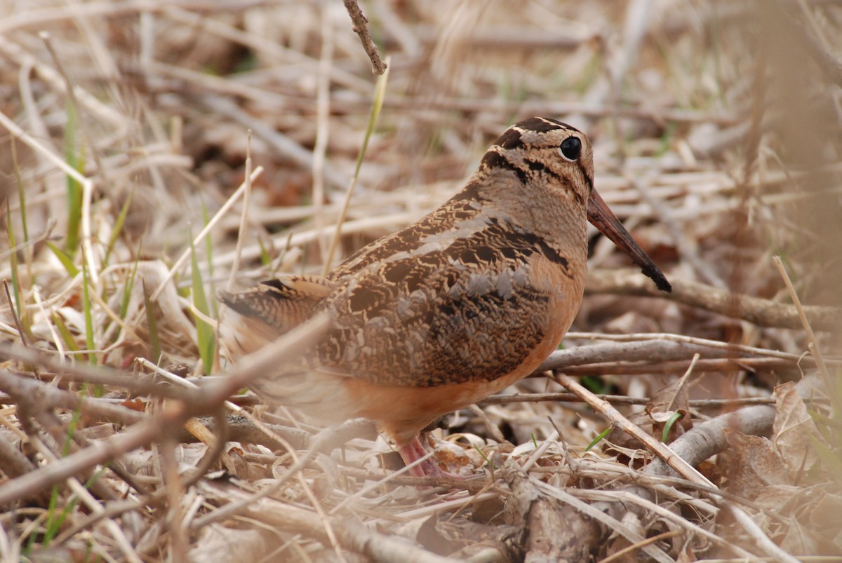 American Woodcock - ML640837268