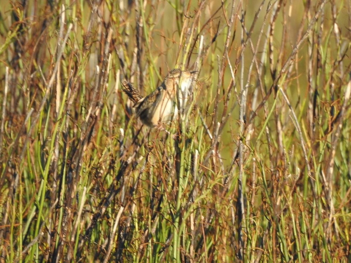 Grass Wren - ML640837277