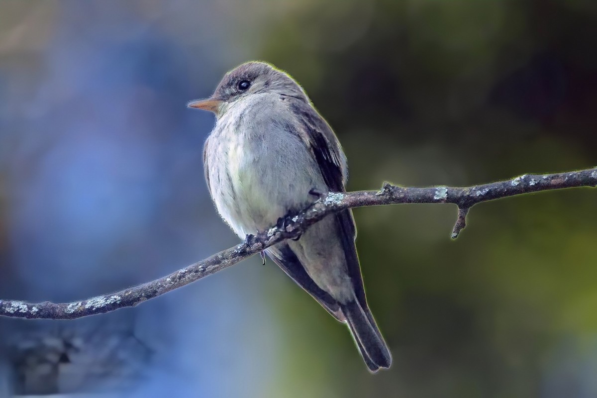 Eastern Wood-Pewee - ML640837396