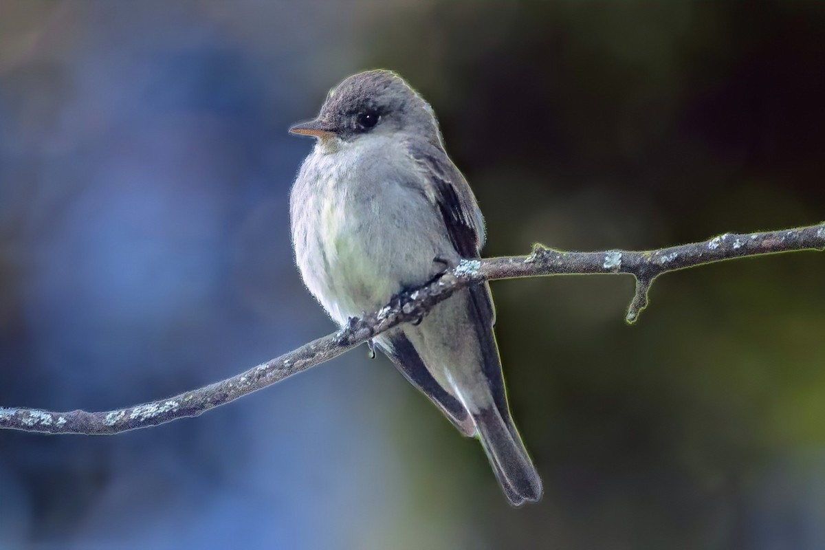 Eastern Wood-Pewee - ML640837397