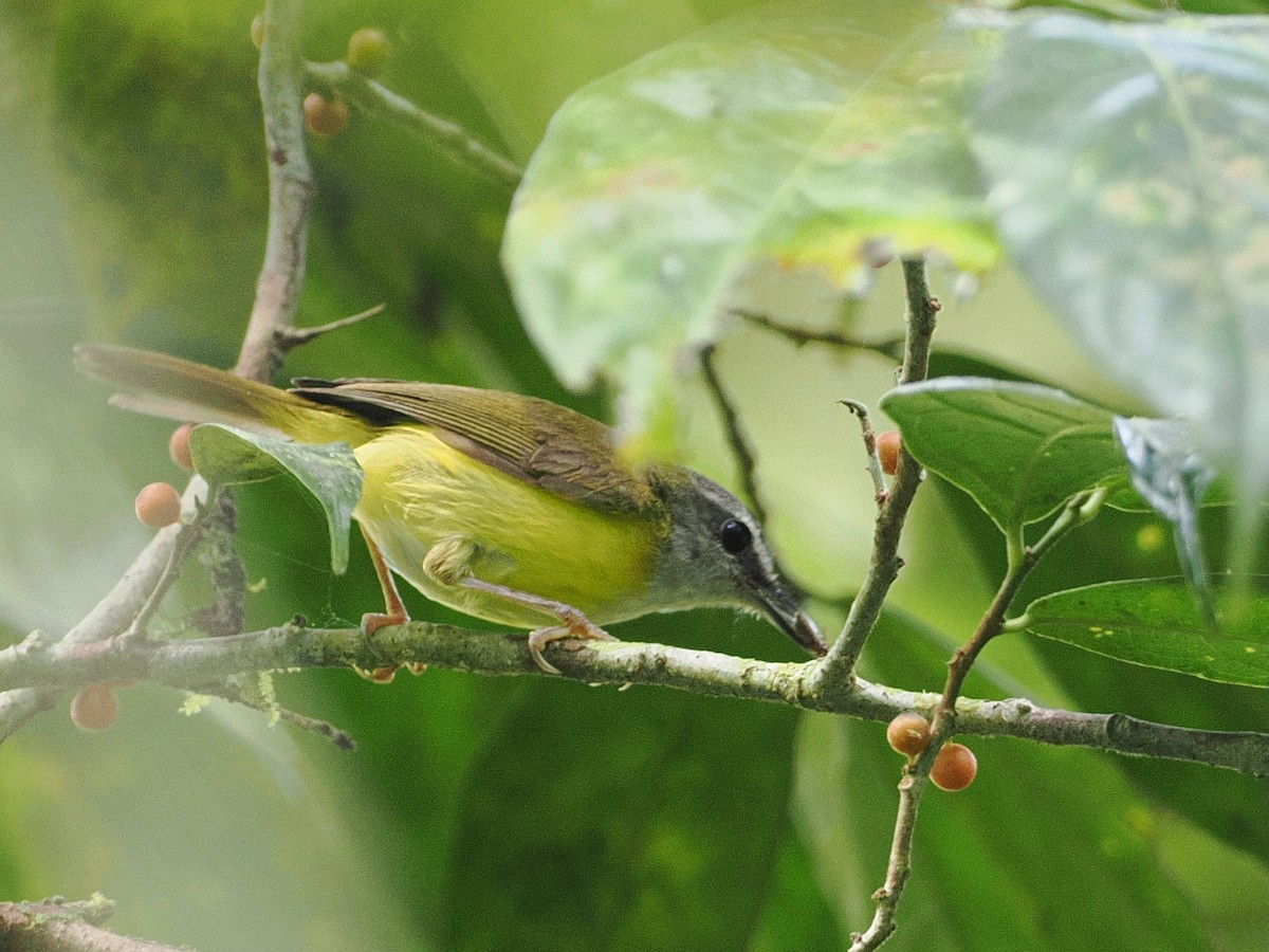 Yellow-bellied Warbler - ML640837404