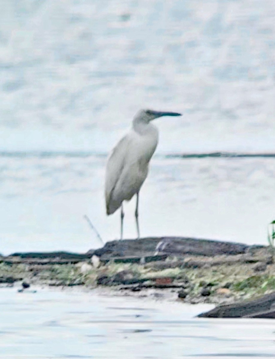 Little Blue Heron - ML640837432