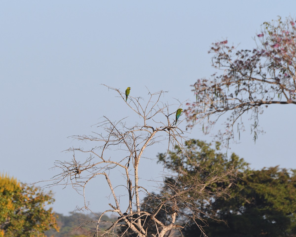 Yellow-collared Macaw - ML640837437