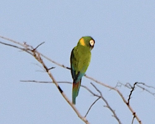 Yellow-collared Macaw - ML640837442