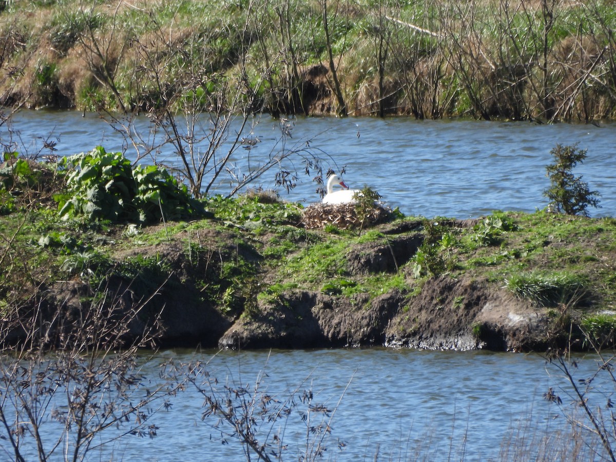 Coscoroba Swan - ML640837454