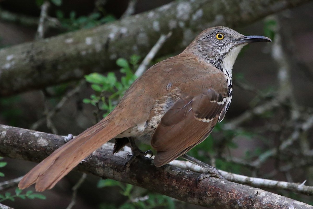 Long-billed Thrasher - ML640837506