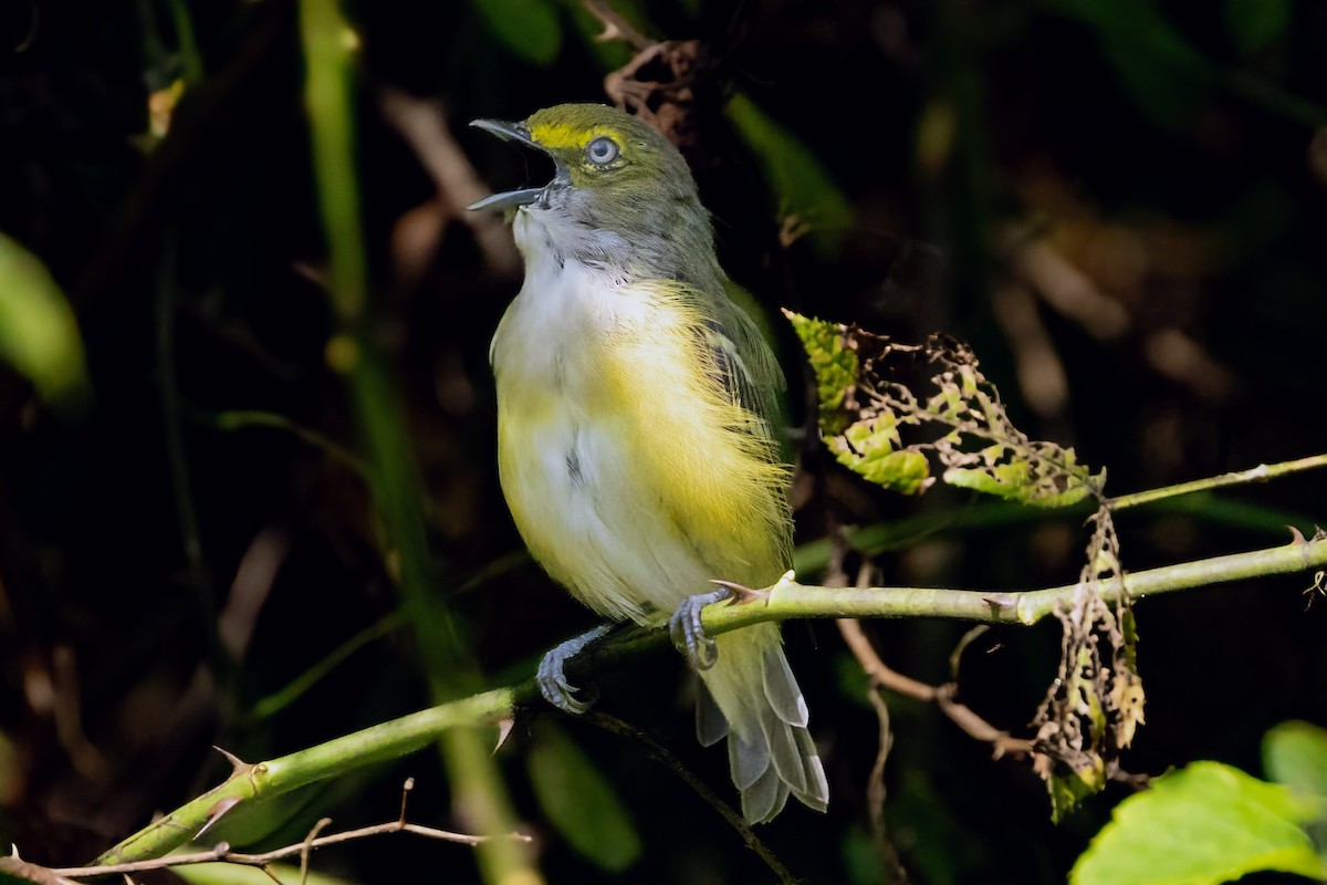White-eyed Vireo - ML640837507