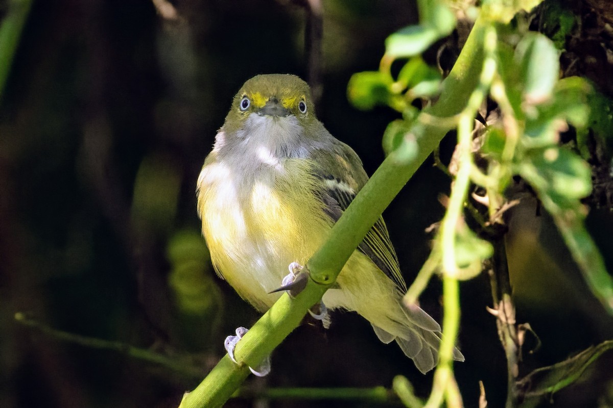 White-eyed Vireo - ML640837508