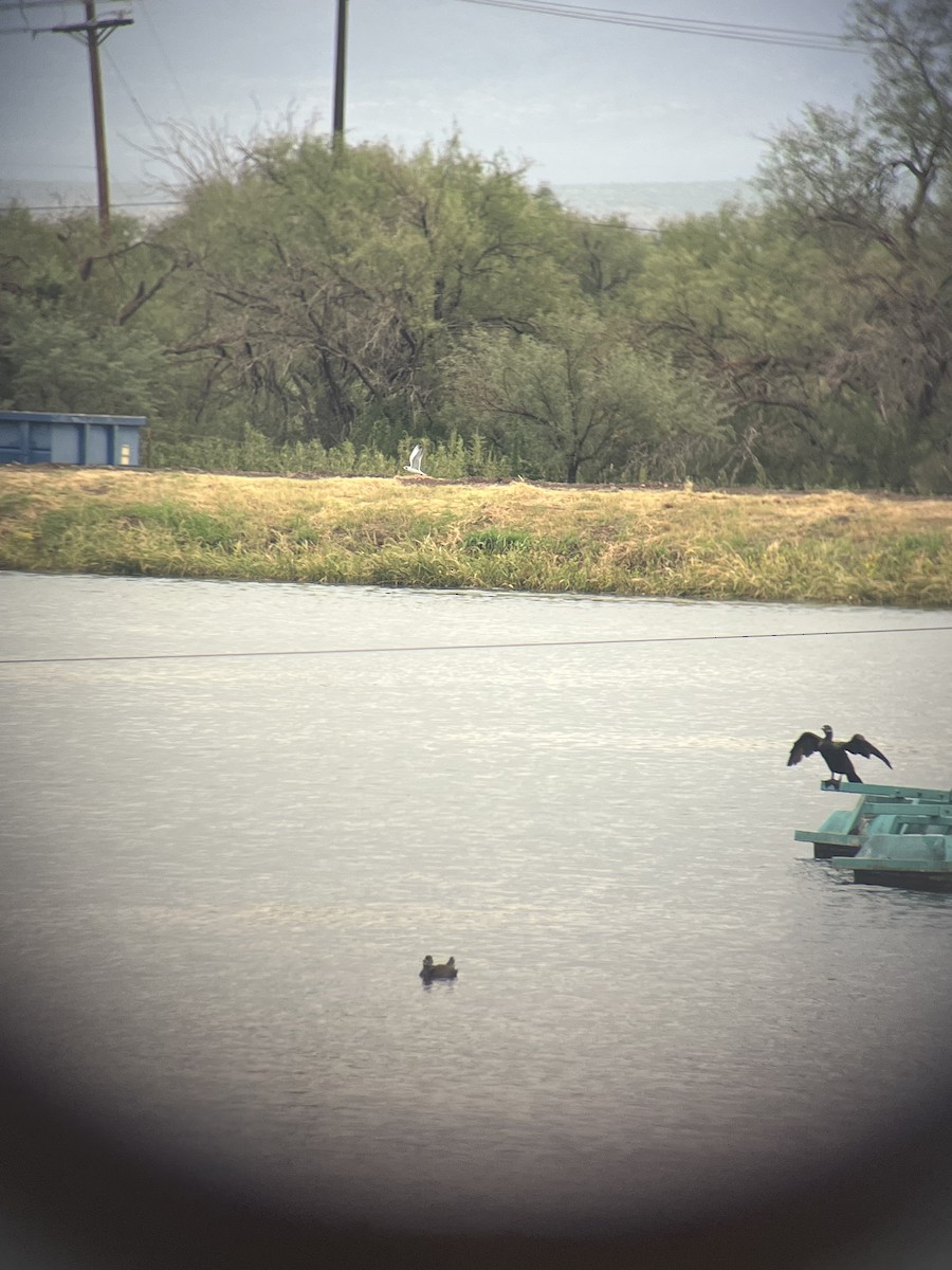 Forster's Tern - ML640837520