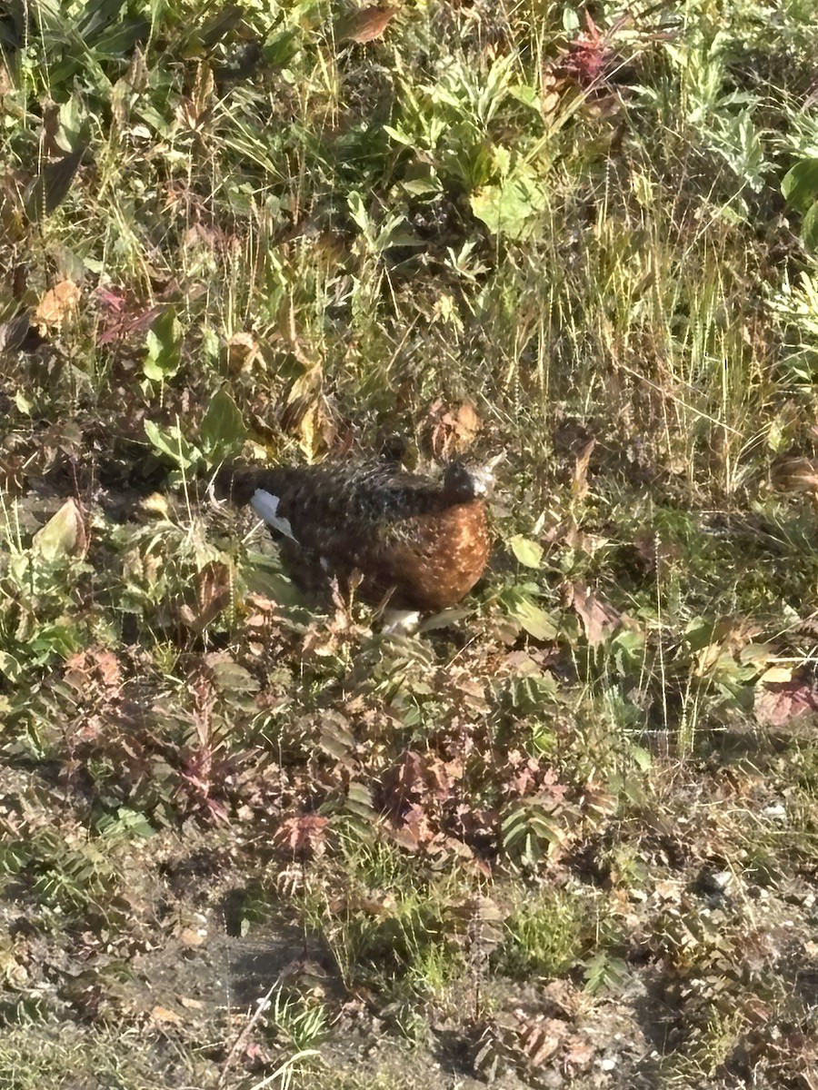 Willow Ptarmigan - ML640837553