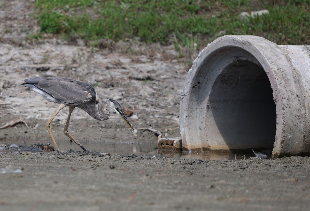 Great Blue Heron (Great Blue) - ML640837587