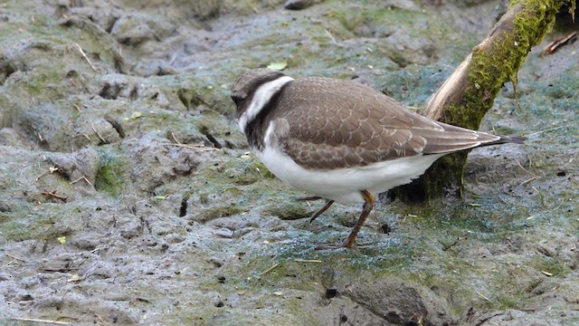 Semipalmated Plover - ML640837596