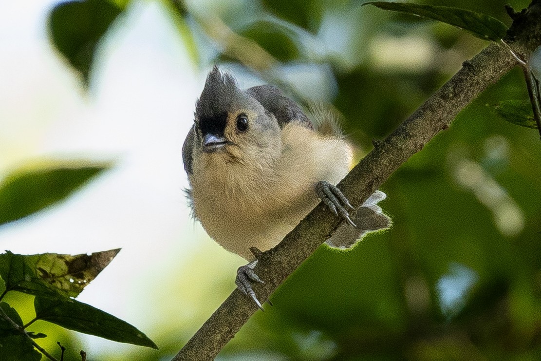 Tufted Titmouse - ML640837604