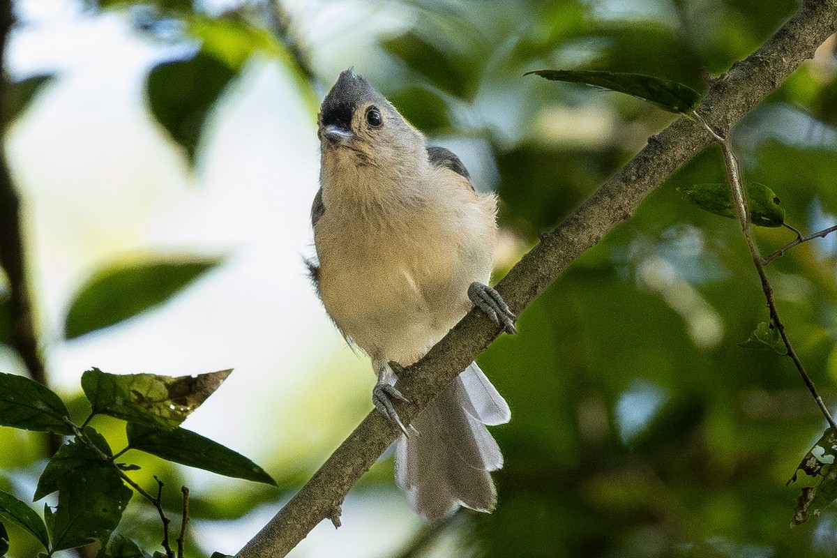 Tufted Titmouse - ML640837605