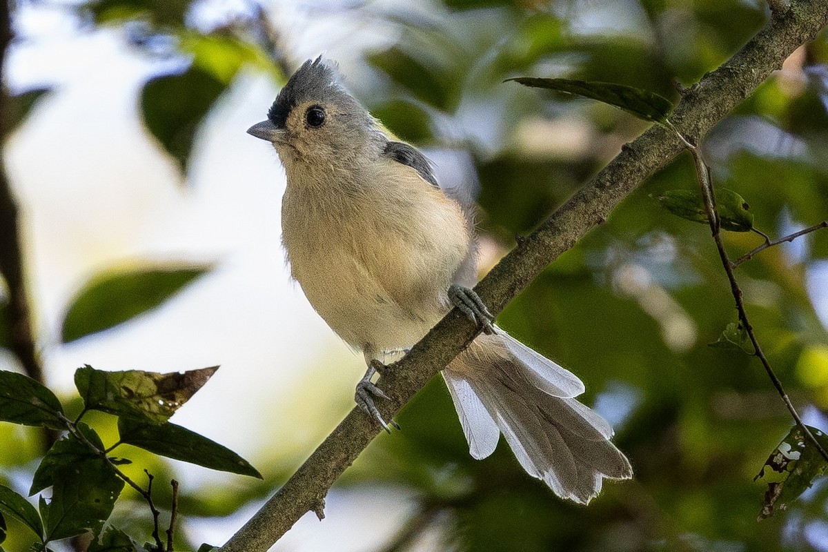Tufted Titmouse - ML640837606
