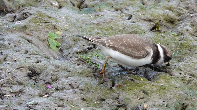 Semipalmated Plover - ML640837642
