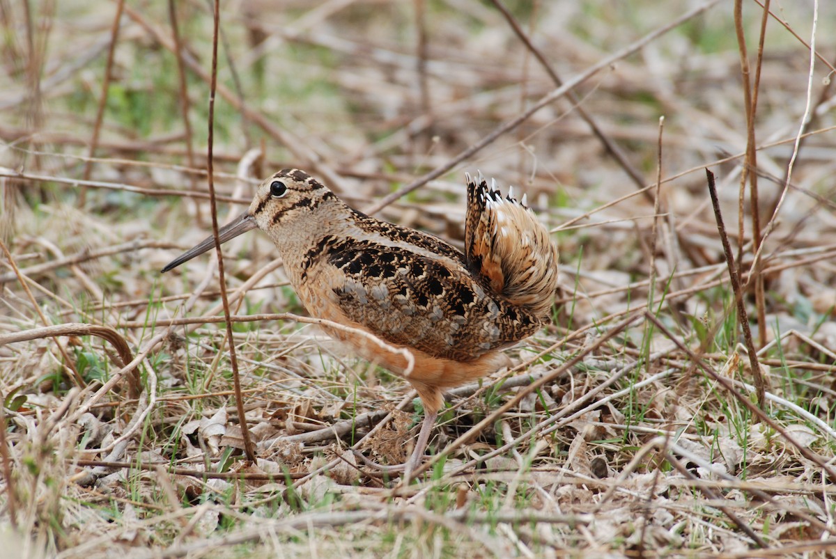 American Woodcock - ML640837660