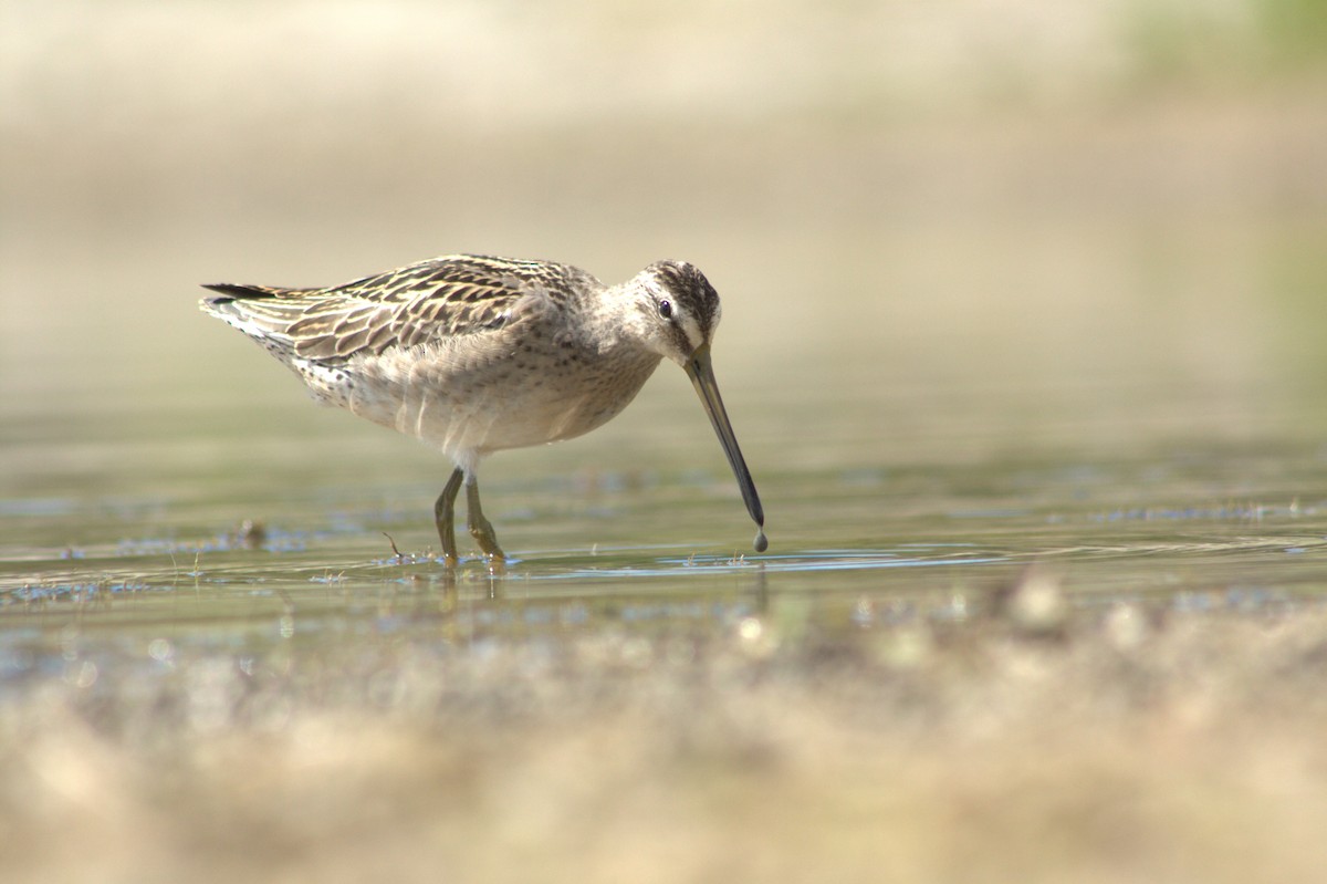 Short-billed Dowitcher - ML640837679
