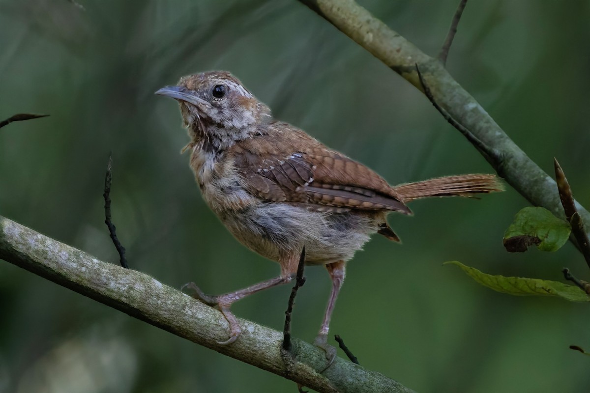Carolina Wren - ML640837688
