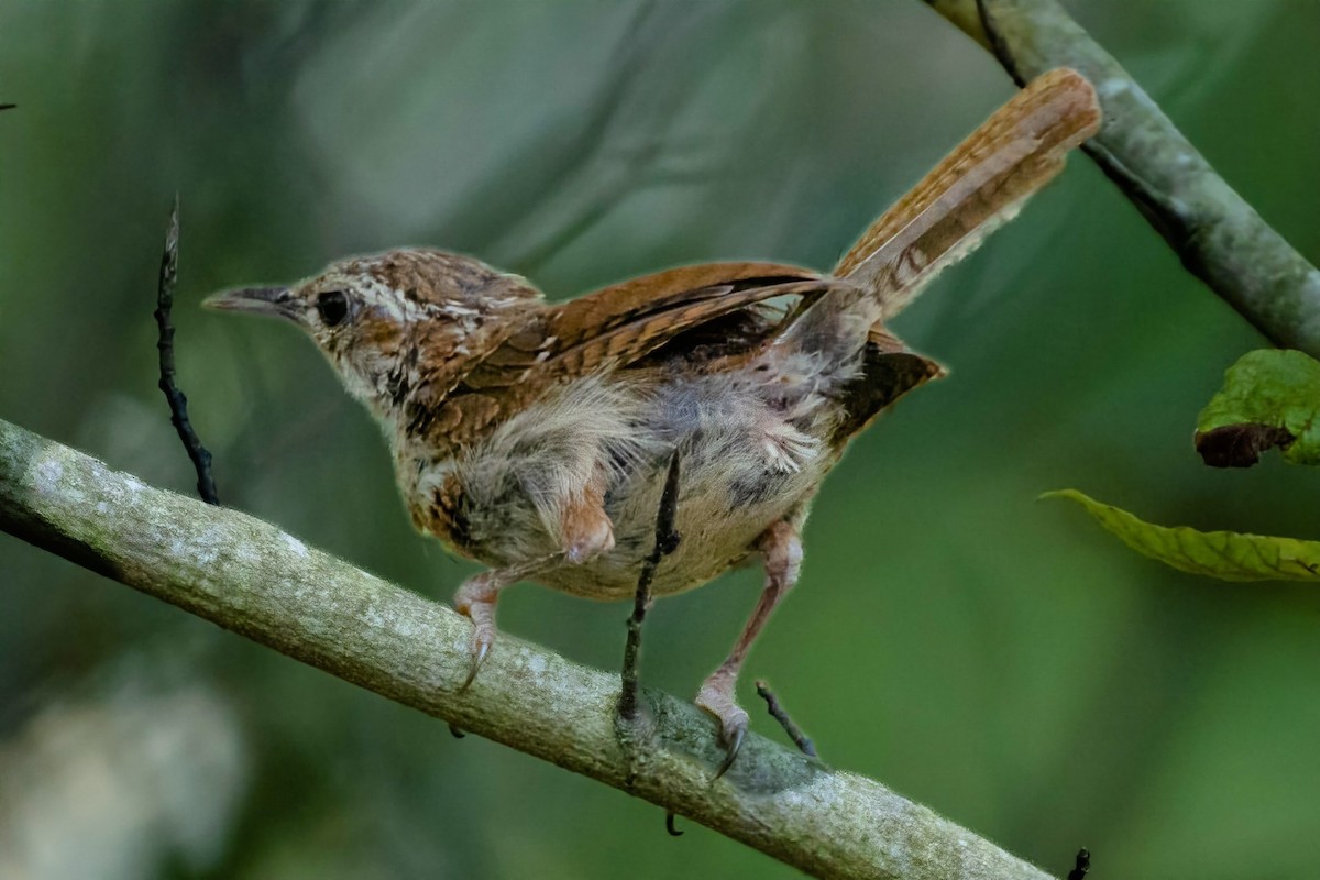 Carolina Wren - ML640837689