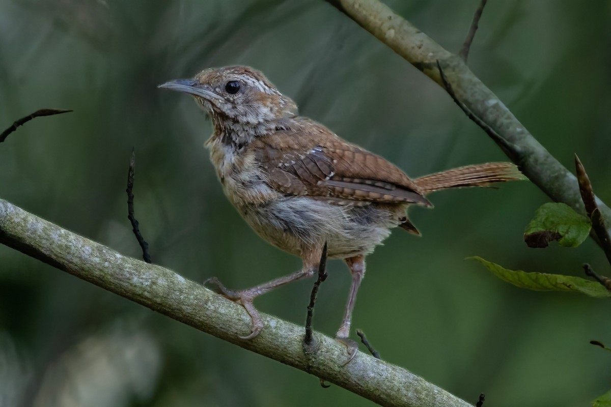 Carolina Wren - ML640837690