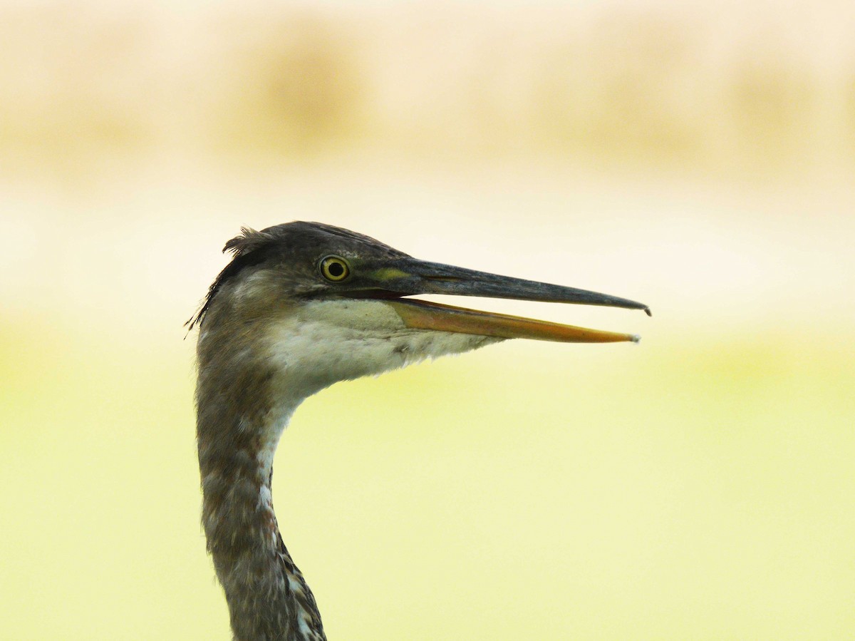 Great Blue Heron - ML640837714