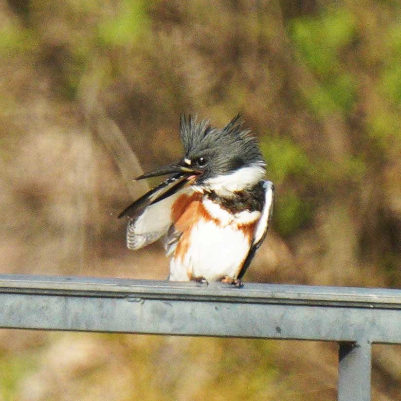 Belted Kingfisher - ML640837719