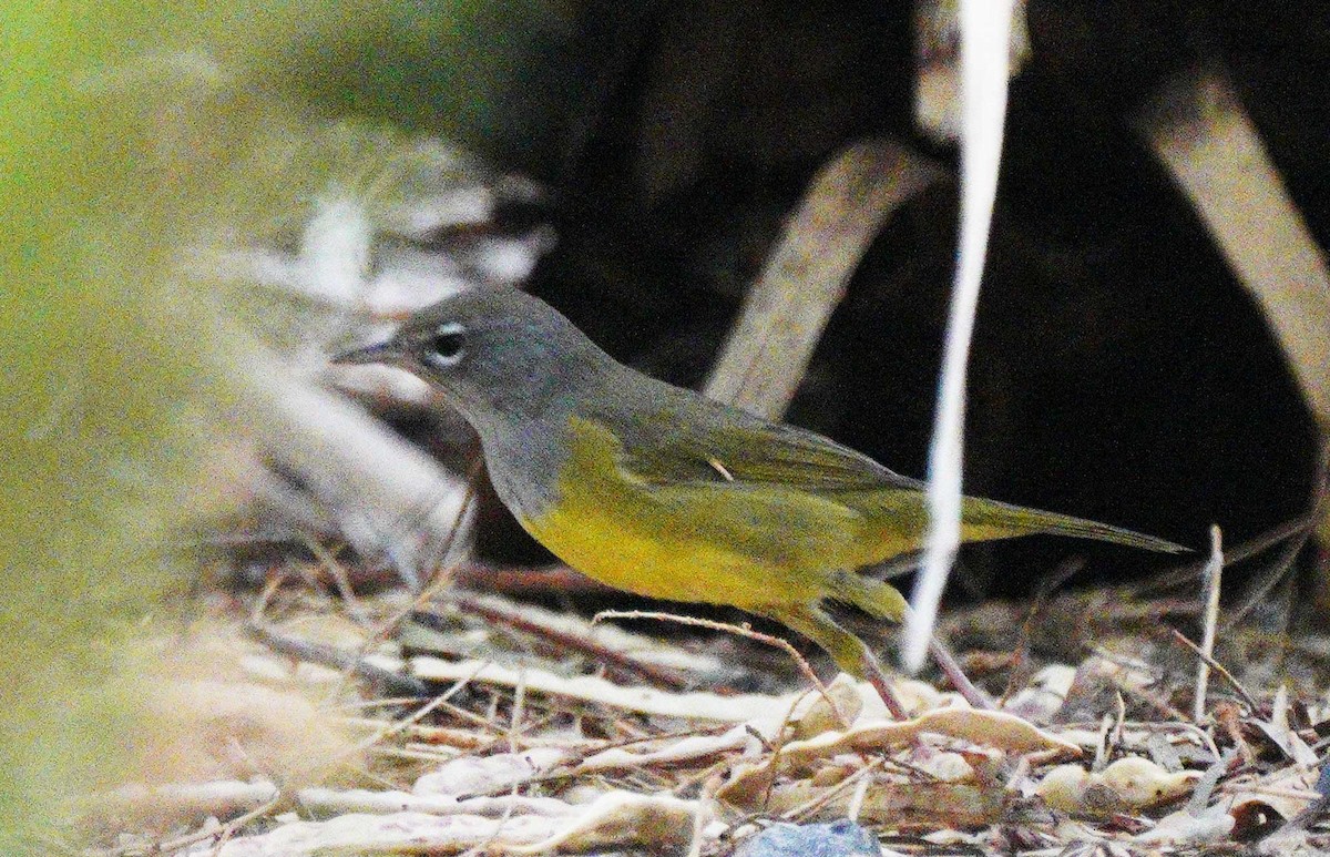 MacGillivray's Warbler - ML640837728