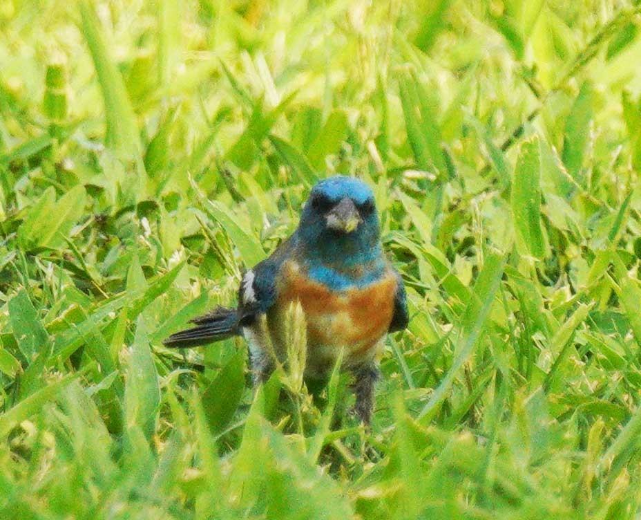 Lazuli Bunting - ML640837738