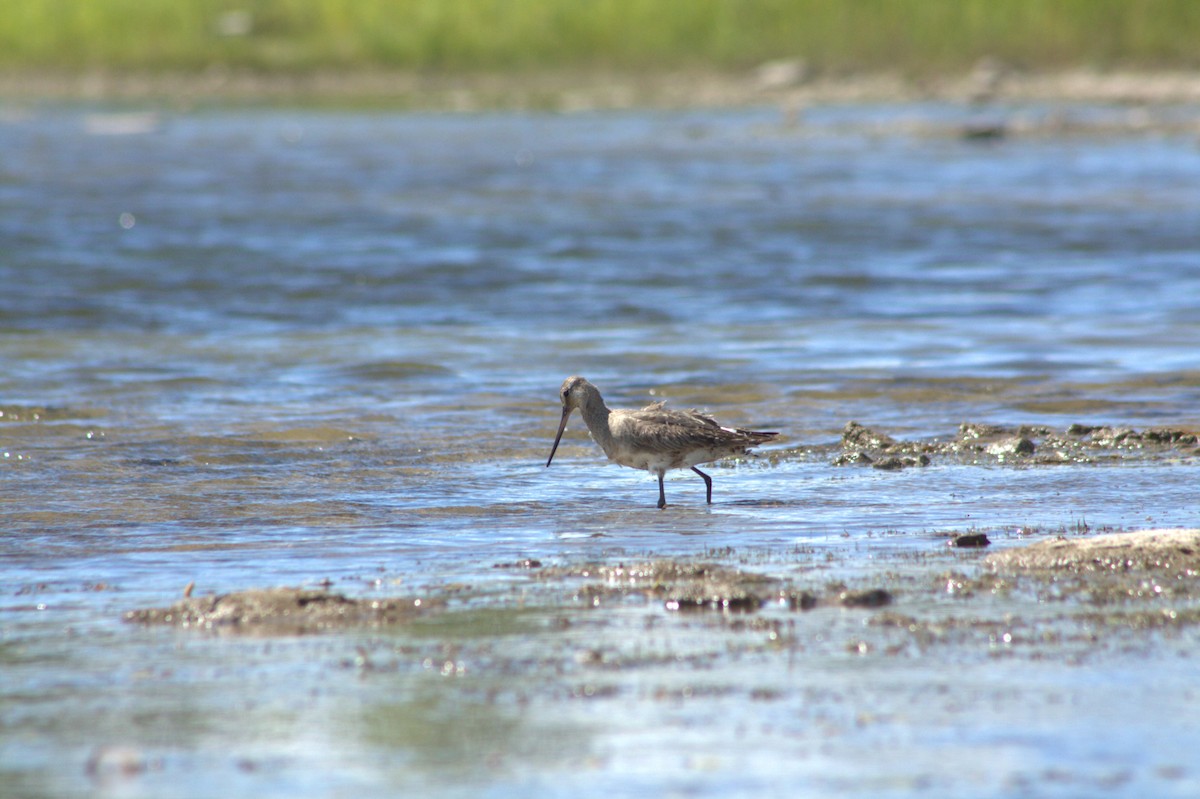 Hudsonian Godwit - ML640837783