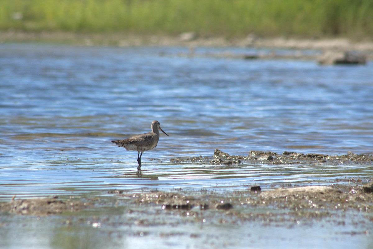 Hudsonian Godwit - ML640837784
