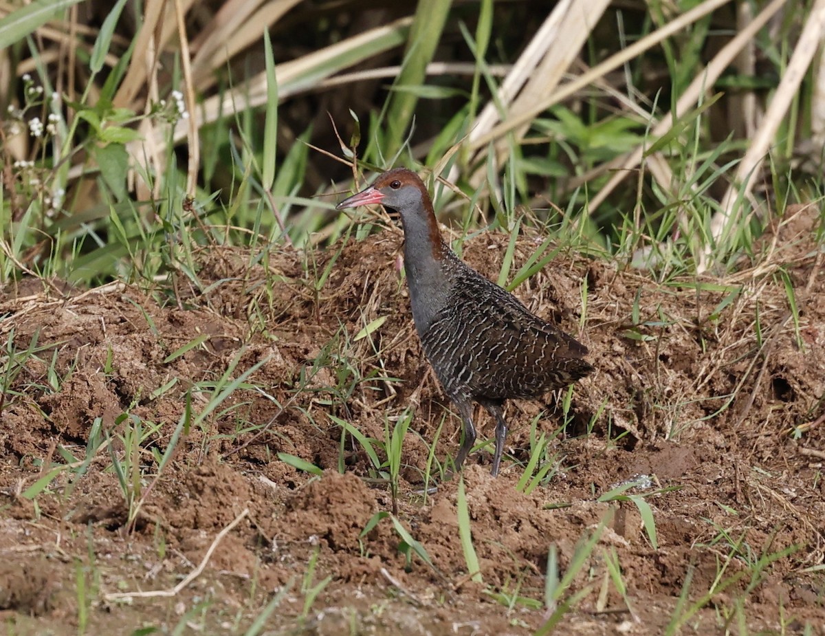 Slaty-breasted Rail - ML640837794