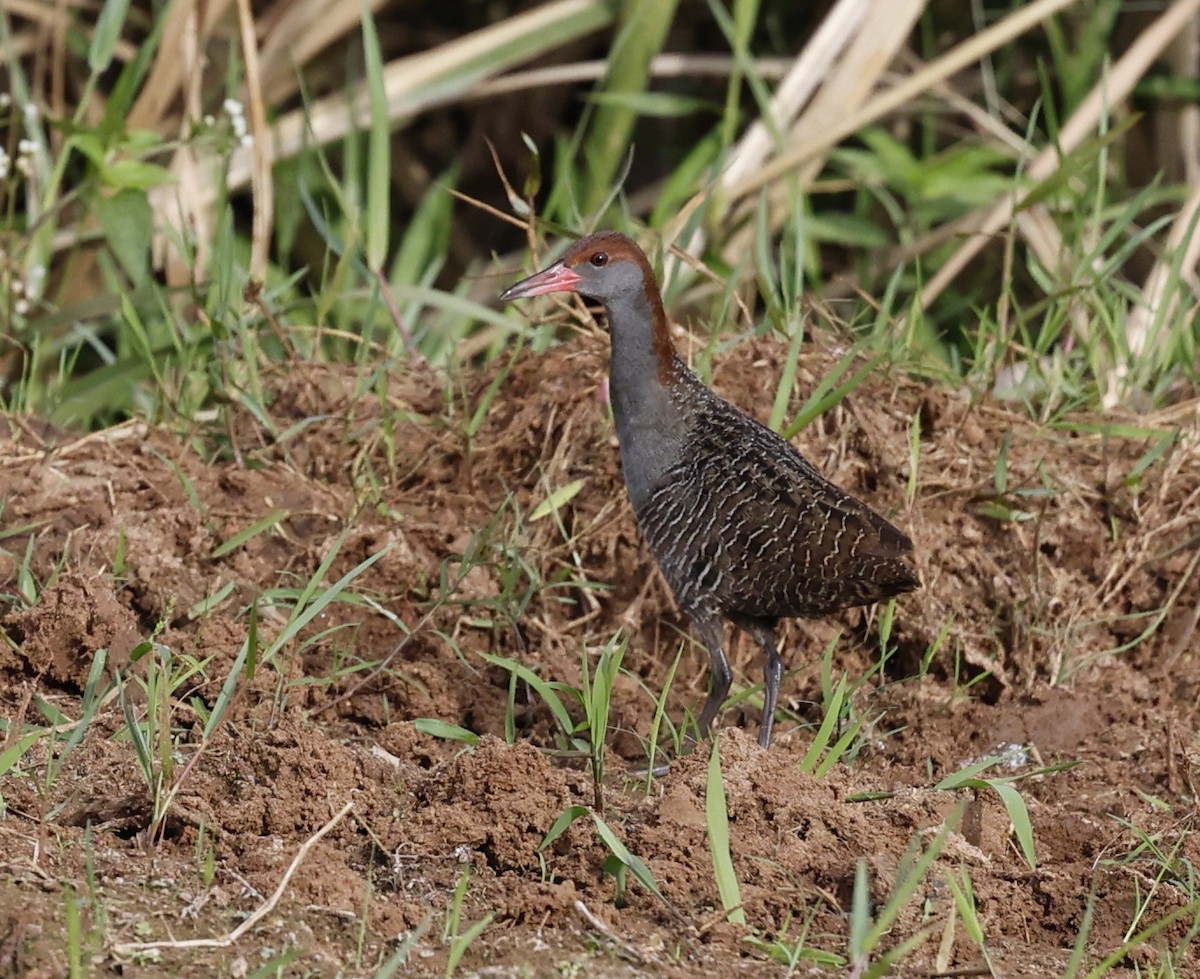 Slaty-breasted Rail - ML640837795