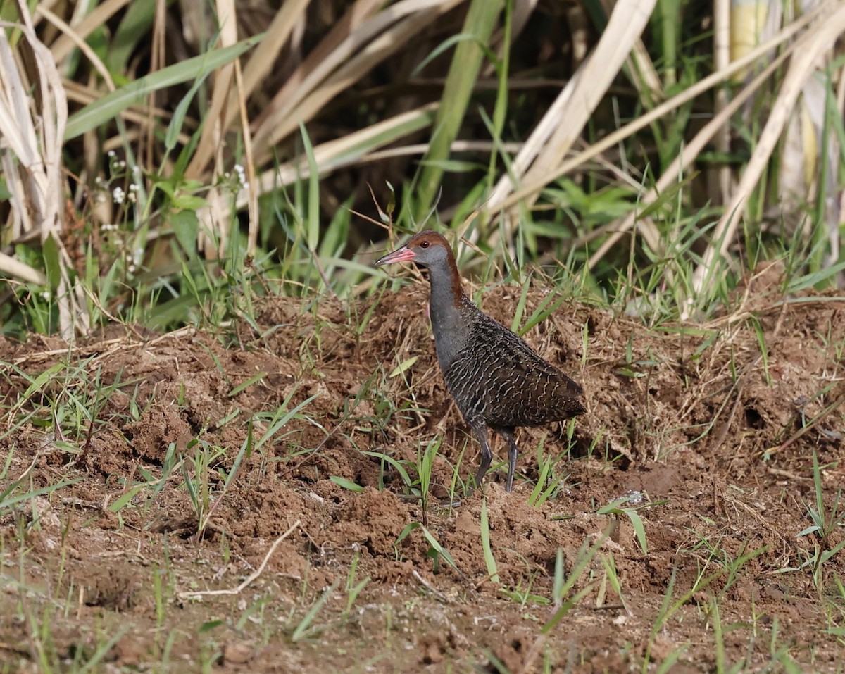 Slaty-breasted Rail - ML640837796