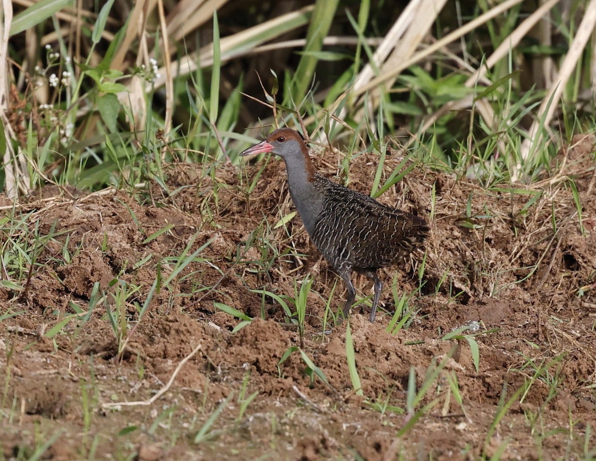 Slaty-breasted Rail - ML640837797