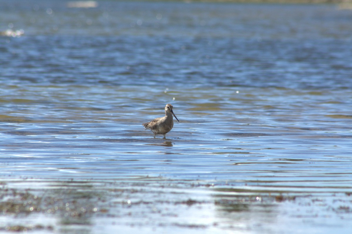 Hudsonian Godwit - ML640837835
