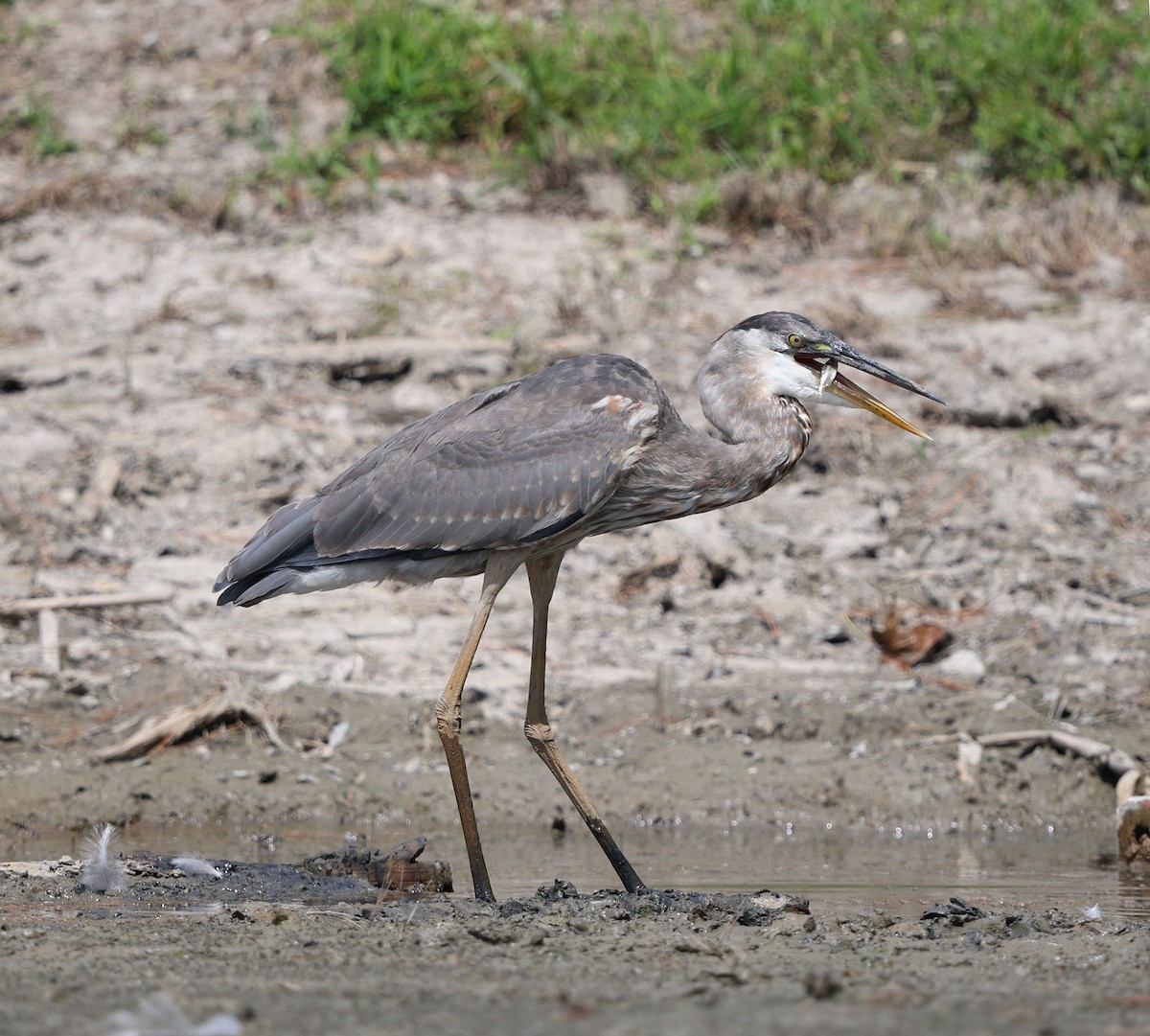 Great Blue Heron (Great Blue) - ML640837836