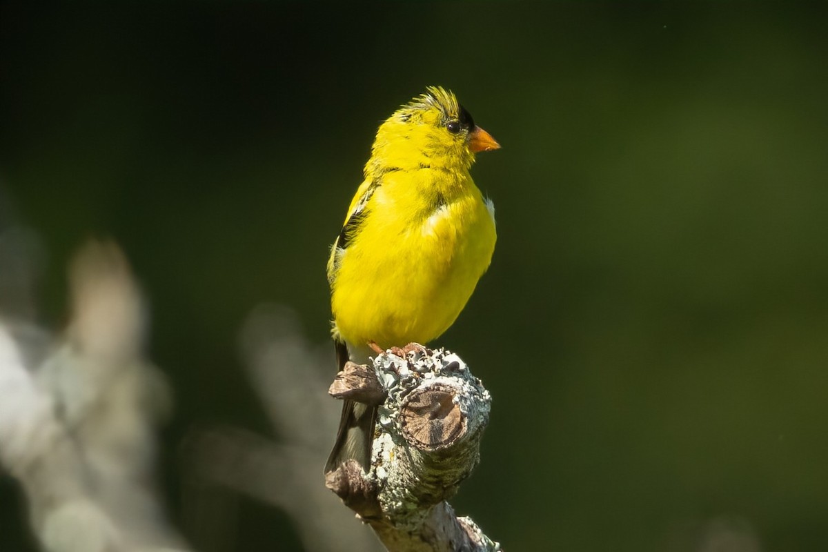 American Goldfinch - ML640837849