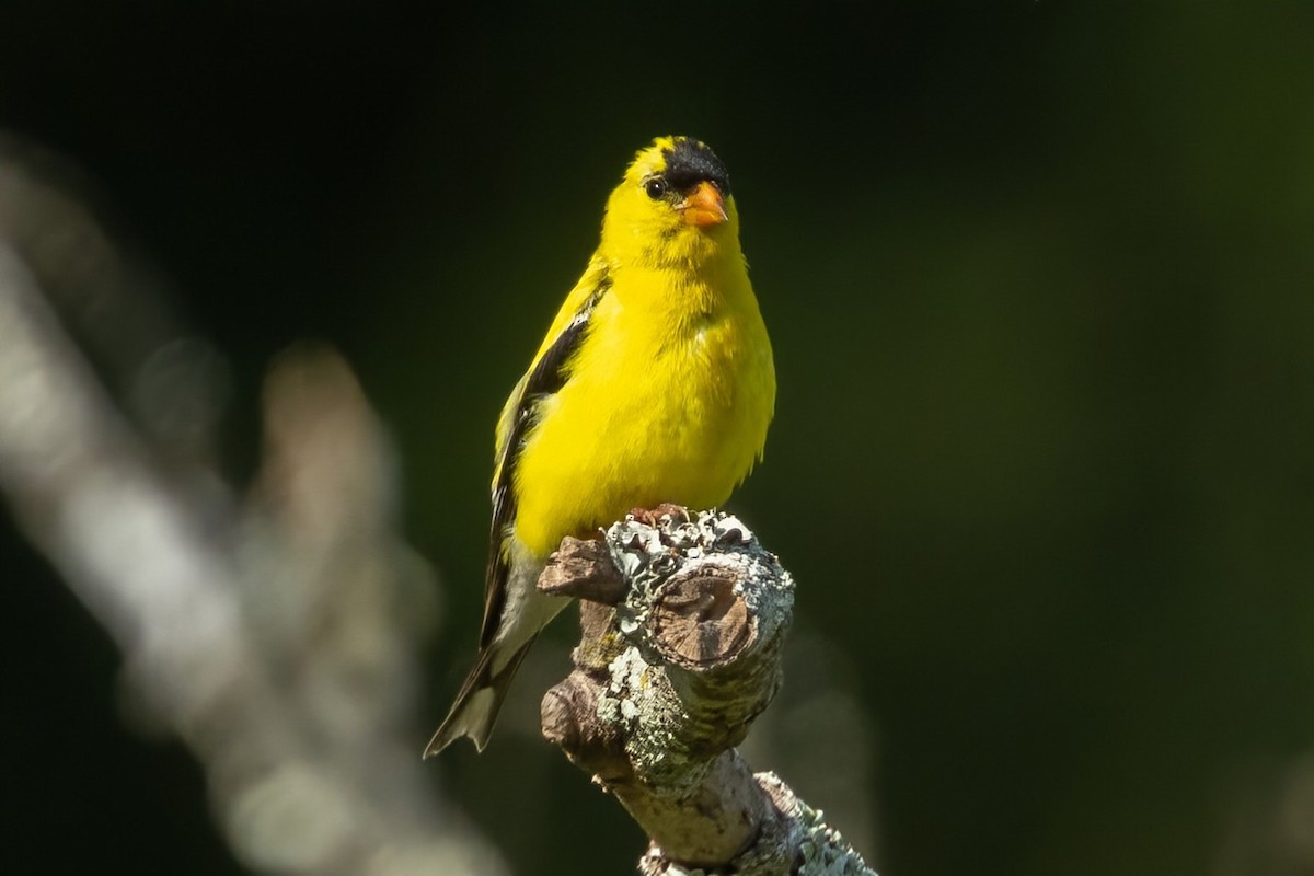 American Goldfinch - ML640837850