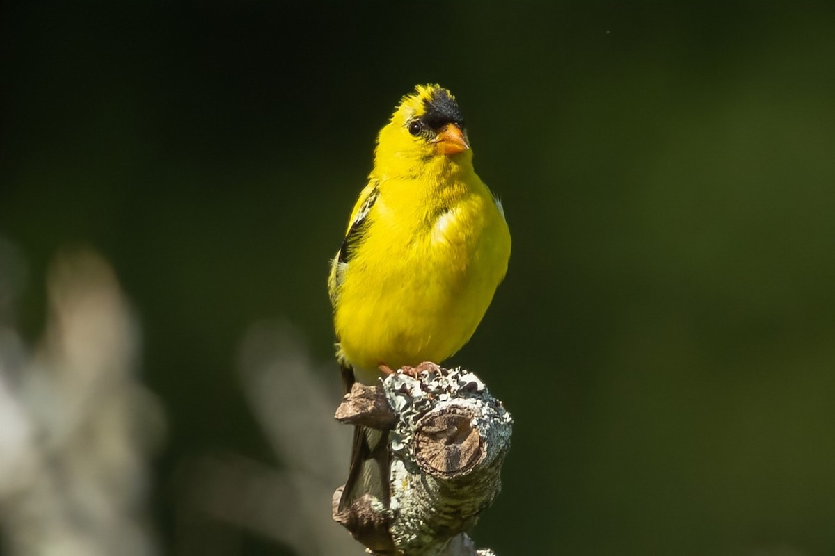 American Goldfinch - ML640837851
